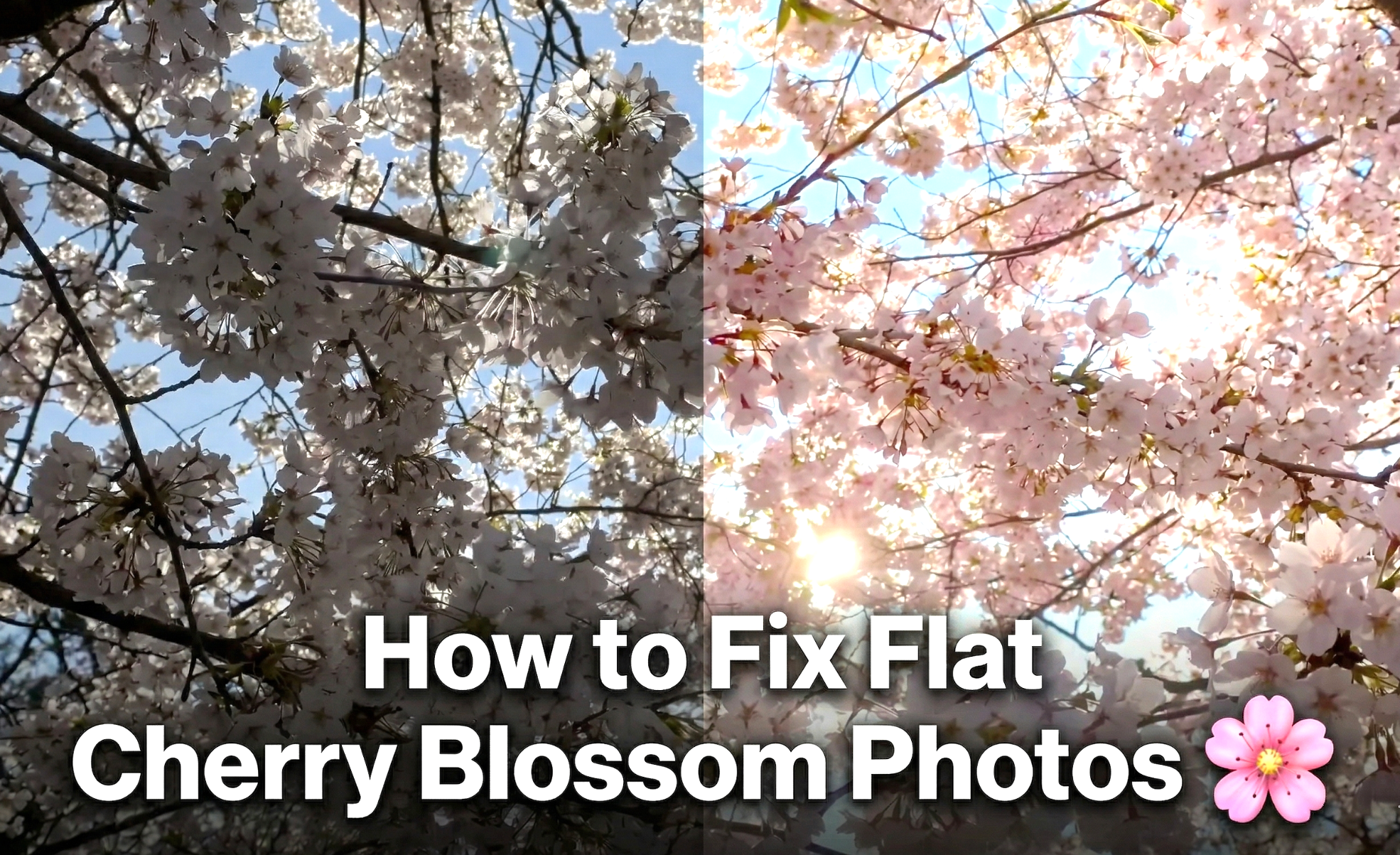 How to Edit Cherry Blossom Photos for a Brighter Spring Look
